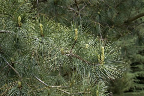 White or Weymouth pine leaf with young shoots