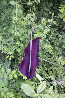 Arum dracunculus
