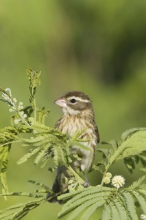 Rose-breasted grosbeak