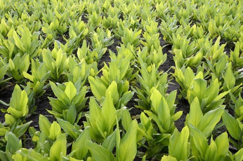 Turmeric