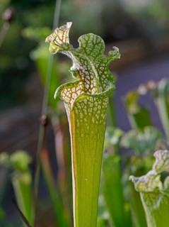 White pitcher plant