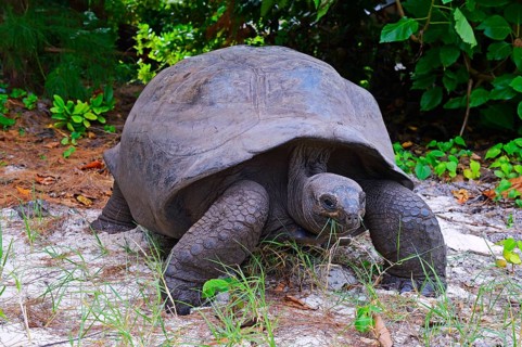 Aldabra giant tortoises