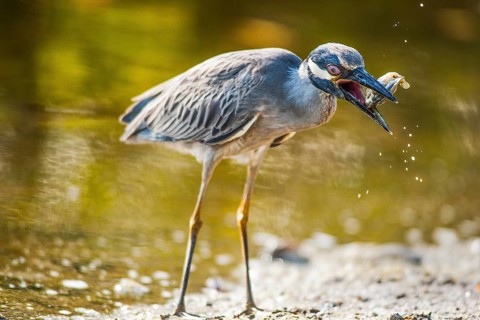 Yellow-crowned night heron