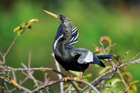 Anhinga