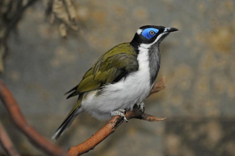 Blue-eared Honeyeater