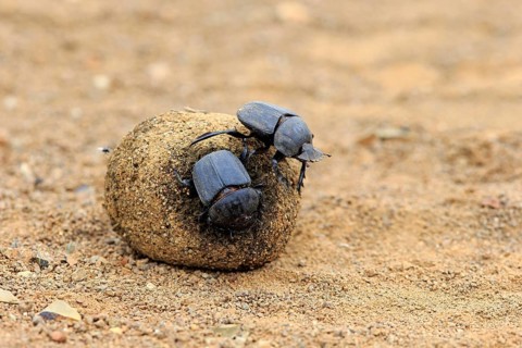 Dung beetle