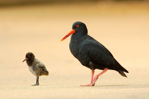 Variable oystercatcher
