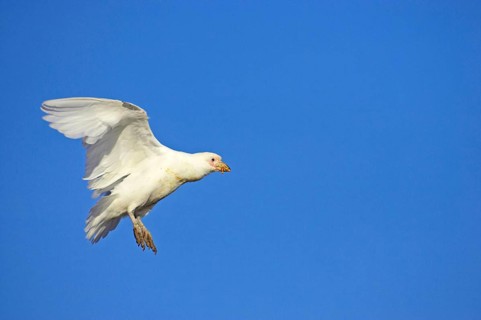 White-faced sheathbill