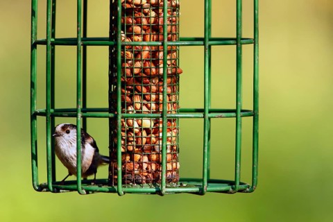 Long-tailed tit