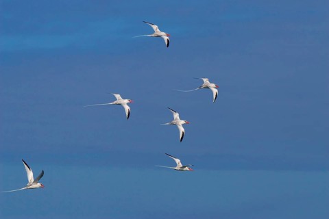 Red flock of factored tropic birds take flight