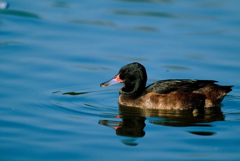 Black-headed duck