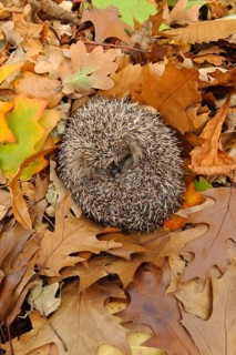 European Hedgehog