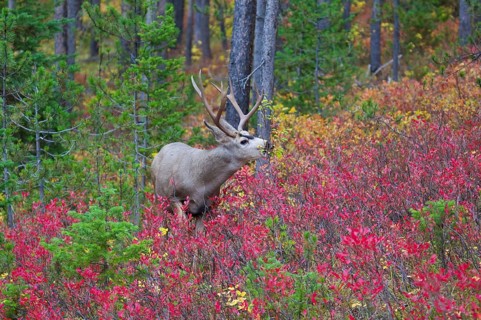 Mule Deer