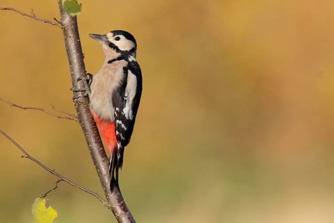 Great Spotted Woodpecker