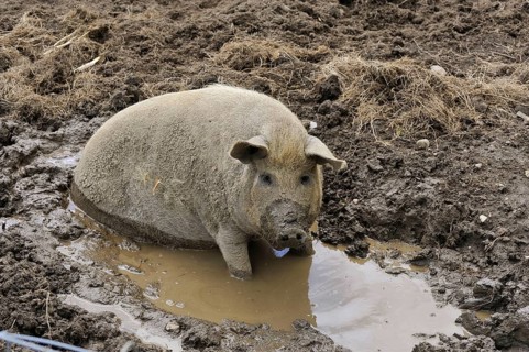 Domestic pig