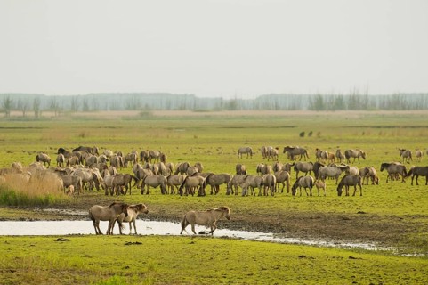 Konik domestic stallion
