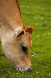 Domestic Cattle