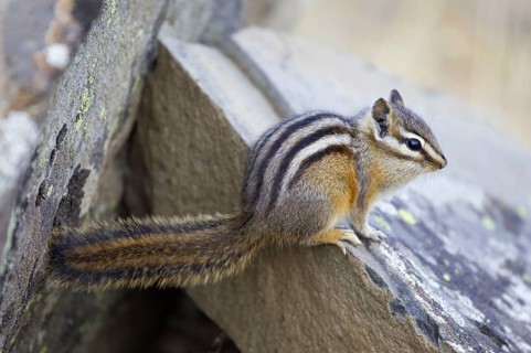 Least Chipmunk