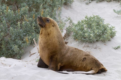 Australian sea lion