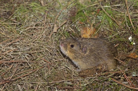 Field mouse