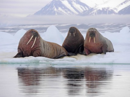 Atlantic Walrus