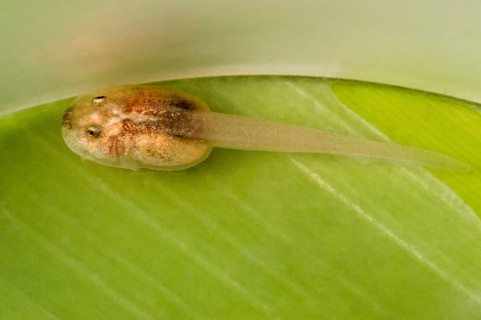 Tadpole with golden poison dart frog
