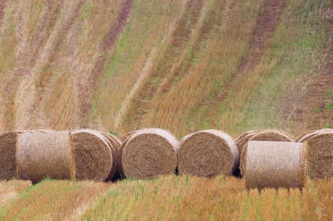 Round straw bales in stubble field