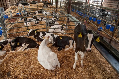 Domestic cattle