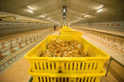 Chicken farming