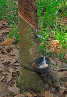 Rubber tree trunk with shell for collecting latex