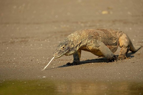 Komodo Dragon
