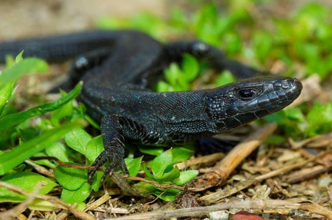 Iberian rock lizard