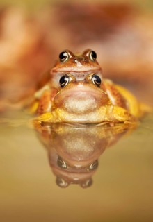 Common Frog