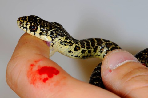 Western green whip snake
