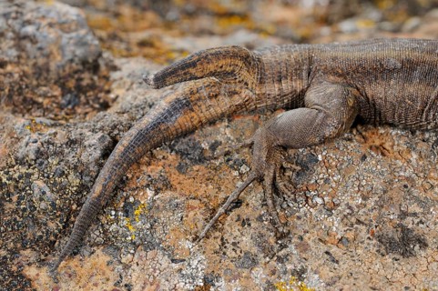 Small Canary Island Lizard