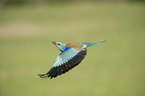 European Roller