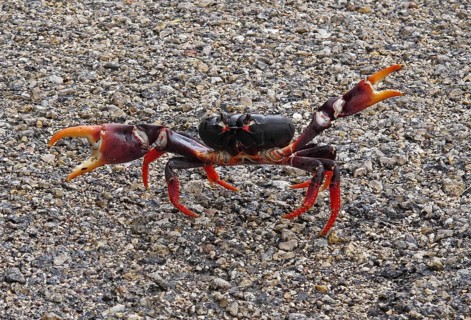Zombie crab