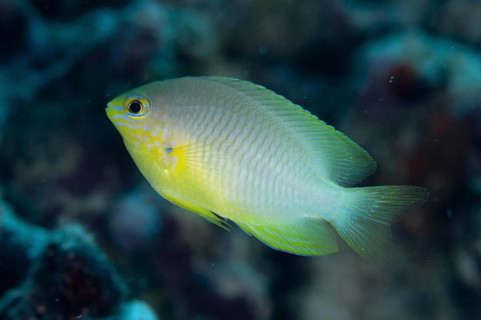 Ternate Damselfish