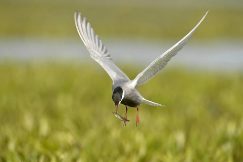 Whiskered Tern