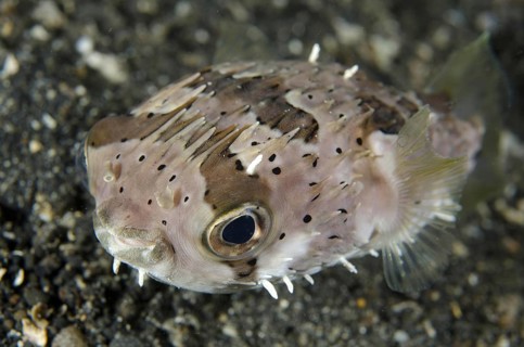 Brown-spotted Porcupinefish
