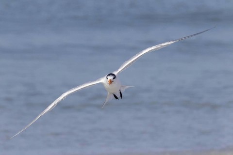 Royal tern