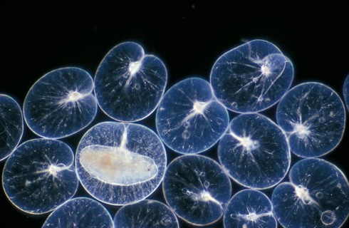 Noctiluca miliaris