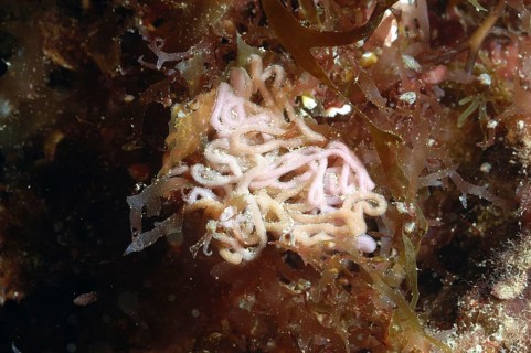 Sea-hare