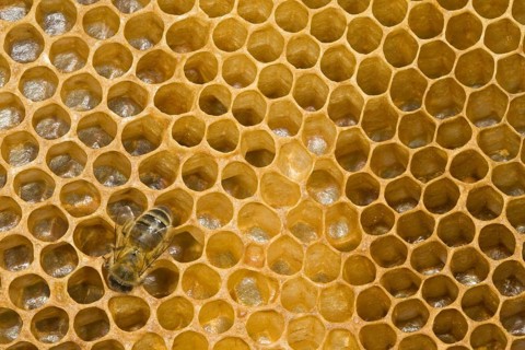 Western honey bee
