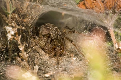Common labyrinth spider