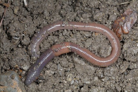 Common Earthworm