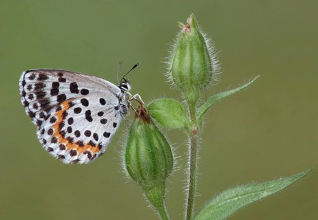 Chequered Blue