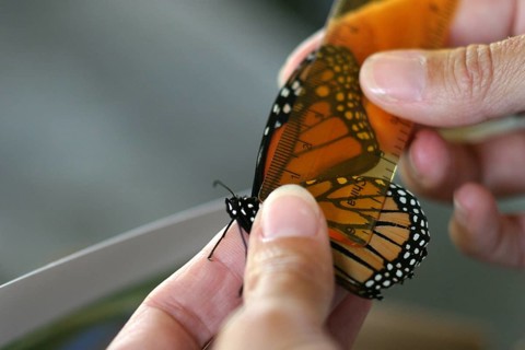 Monarch Butterfly