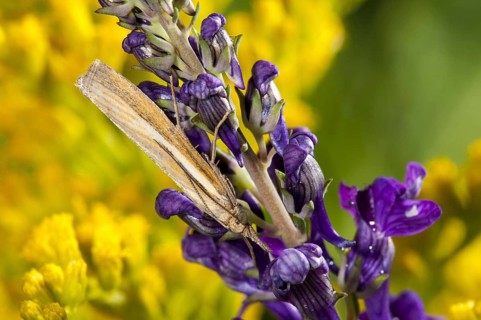 Common grass-veneer