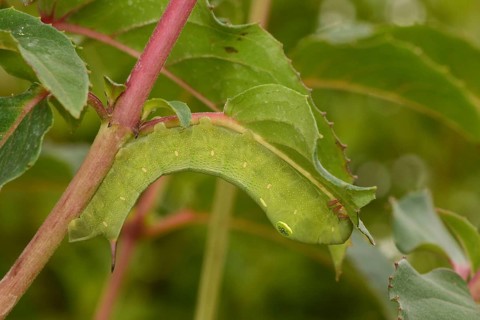 Silver streaked vine hawk-moth
